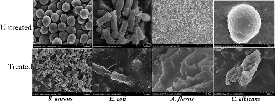 FE-SEM images of microorganisms before and after treatment with SNPES.