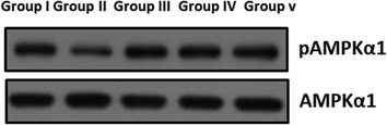 The effect of SC-AuNPs on AMPK signaling proteins in control and obese rats were examined by western blotting technique. The rats were treated with SC-AuNPs (10, 20, and 30 mg/kg bwt) and the protein expressions of AMPKα1 and pAMPKα1 were determined. β-actin was used as a loading control.