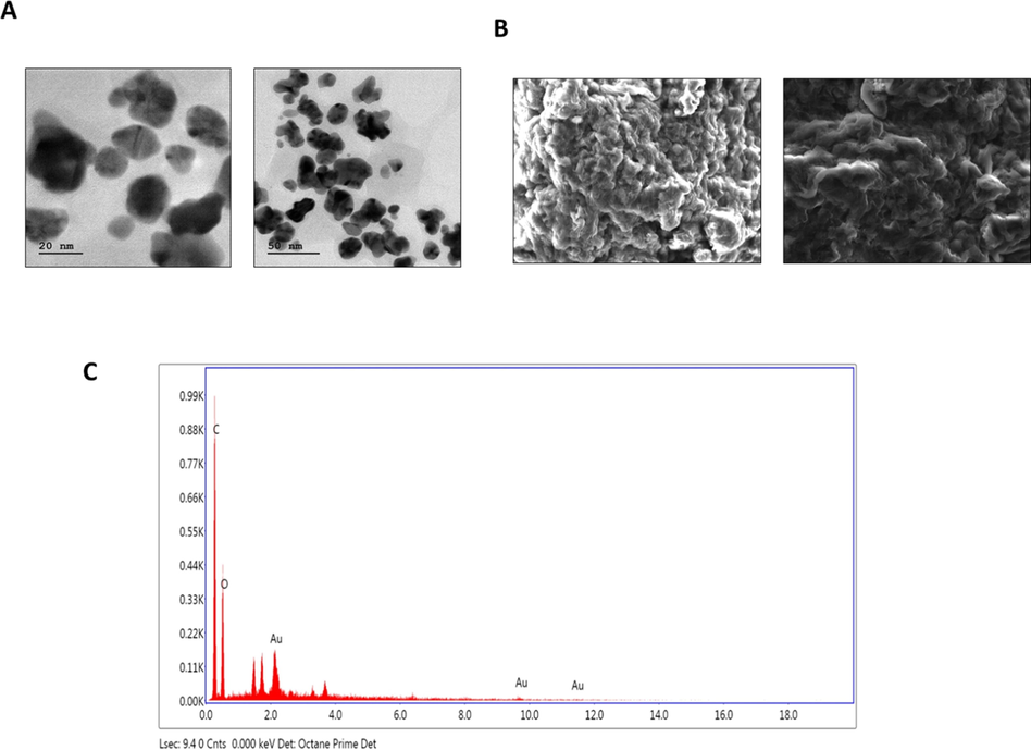 TEM, SEM, and EDX analysis of AuNPs synthesized from SC. (a) Transmission electron microscopic (TEM) analysis of SC-AuNPs. (b) Scanning electron microscopic (SEM) analysis of SC-AuNPs. (c) Energy dispersive X-ray (EDX) analysis of SC-AuNPs.