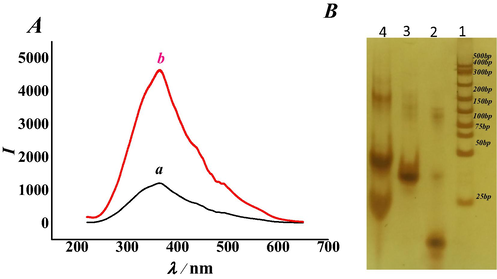 (A) Typical RRS spectra of (a) hairpin DNA + aptamer + Exo Ш + Mg2+ and (b) hairpin DNA + aptamer + dopamine + Exo Ш + Mg2+. (B) PAGE analysis: (1) DNA marker; (2) hairpin DNA (3.0 μM); (3) aptamer (3.0 μM); (4) hairpin (3.0 μM) + aptamer (3.0 μM) + DA(10.0 nM) + Exo Ш(6.0 U/µL) + Mg2+(200.0 mM). (The concentrations of dopamine, hairpin DNA, aptamer, Exo Ш and Mg2+ were 10.0 nM, 3.0 μM, 3.0 μM, 6.0 U/µL, and 200.0 mM, respectively. The reaction time of hairpin DNA and aptamer was 120 min. The reaction temperature of Exo Ш was 4 °C. The quantity of bases in the complementary pairing of the hairpin DNA and aptamer was 3. The reaction time of Mg2+ was 120 min. The pH of the Tris-HCl buffer solution was 7.4.)