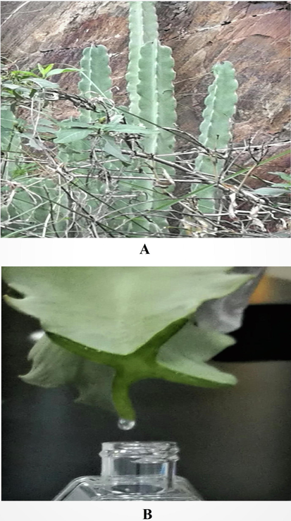 Photographic representation of the plant Caralluma retrospiciens (Ehrenb.) in the hilly region of Rijal Alma, Saudi Arabia. (A) Plant at collecting spot with shrubs on the rocks was robust, densely branched, cactus-like, succulent which was plucked out from the rock soil, the stem grown erect 300–400 cm tall, 2–5 cm width of angular fleshy stems, smooth surface, pale green in colour (B) The Collection of exudate gel (EG) from the stem by cutting with sterile blade and collected in a sterile plastic container by dropwise. The EG was highly viscous, pale yellow in colour and homogenous in texture by visual appearance.