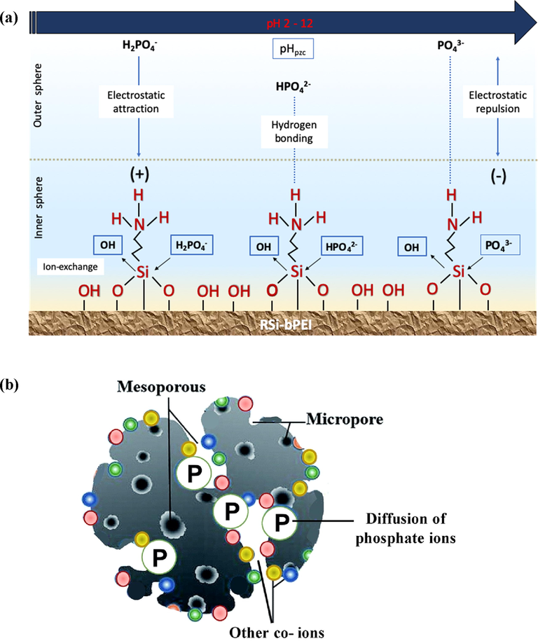 Scheme showing (a) possible adsorption mechanism of phosphate ions onto RSi-bPEI in aqueous solution and (b) pore surface diffusion mechanism of phosphate onto RSi-bPEI in aqueous solution.