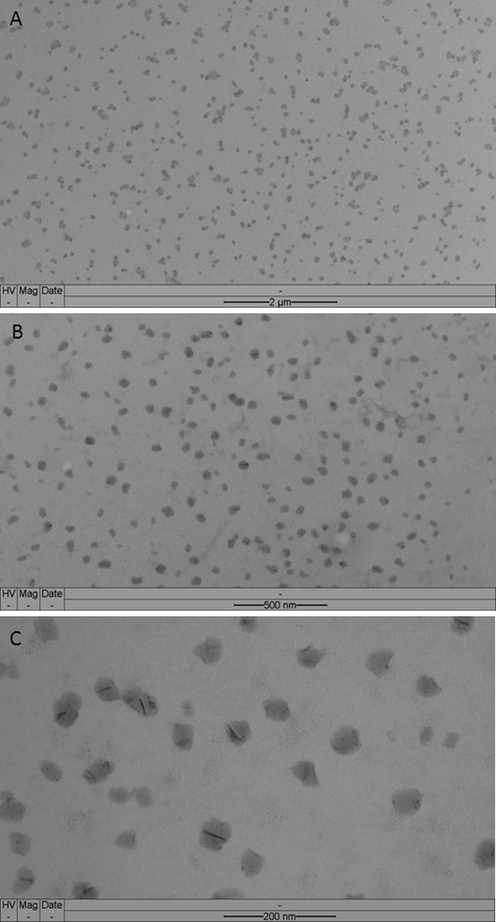 Microphotographs of a sample of the NE3: (A) panoramic image, in (B) and (C) are shown magnified images.