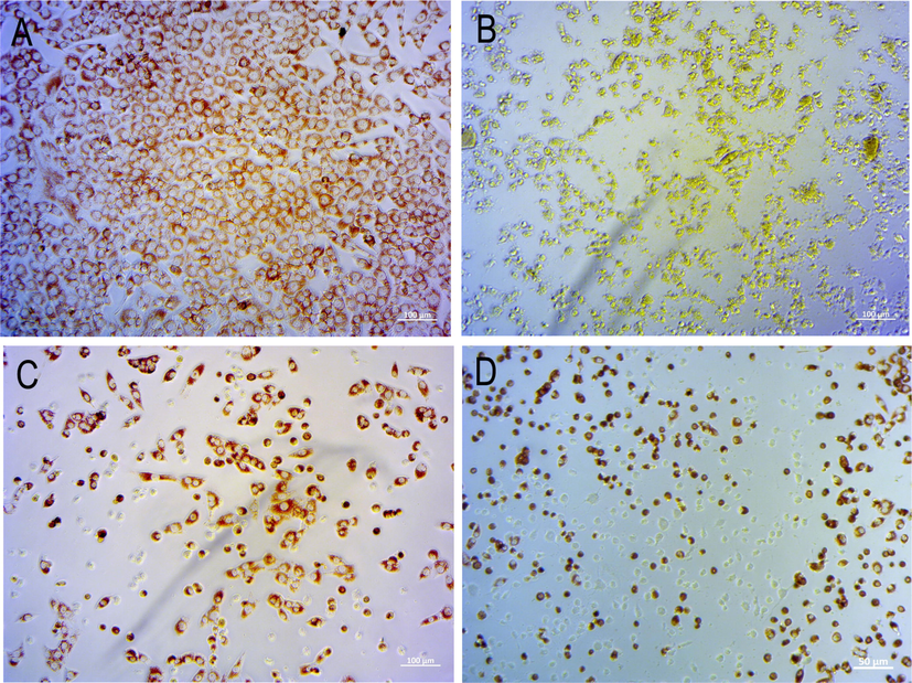 Microphotographs representative of NRU by cells after exposure to: (A) chlorpromazine (positive control) of non-irradiated cell culture; (B) chlorpromazine of irradiated cell culture; (C) NE3 in non-irradiated culture; (D) NE3 in irradiated culture; NE3 was non-phototoxic in both conditions.