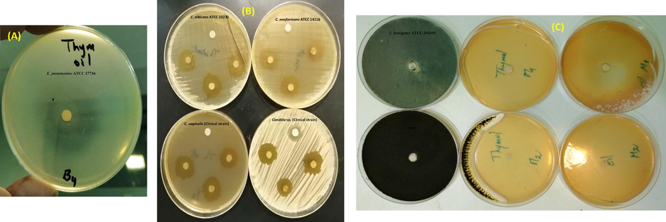 Selected photos showing the antibacterial (A), anti-Candida spp. (B), anti-Aspergillus spp. (C) activity of the tested essential oil and its main component thymol.