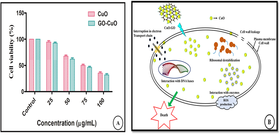 Invitro cytotoxicity of CuO and GO-CuO nanocomposites was performed by testing the viability of HCT-116 cell line in different concentration 25 μg/mL, 50 μg/mL, 75 μg/mL, and 100 μg/mL for incubation of 24 h (A), The possible mechanism of anticancer activity of CuO-GO nanocomposites (B).