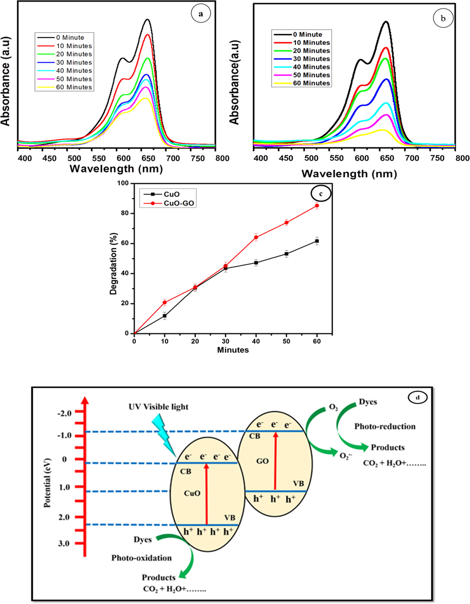 Photo catalytic degradation of (a) CuO, (b) GO-CuO nanocomposites, (c) Percentage degradation of methylene blue with nanocomposites, (d) possible mechanism for dye degradation of MB.