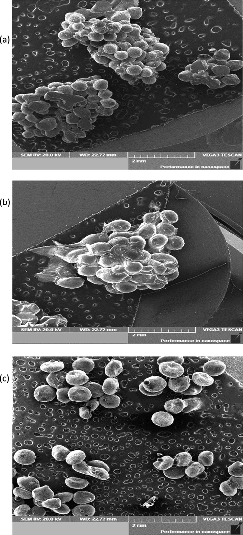 Scanning Electron Microscopy (SEM) analysis. SEM graphs of CE-Alg (a), CE-Ch (b) and CE-CMC (c).