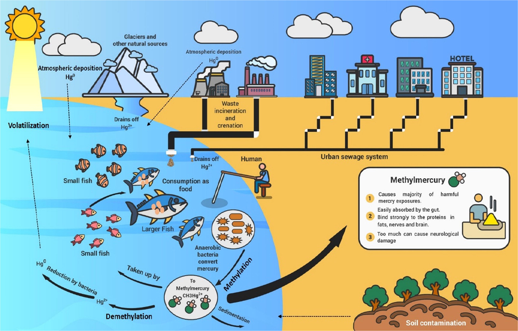 Transformation of Hg (methylation-demethylation) in different resources to the food web and subsequently into humans.