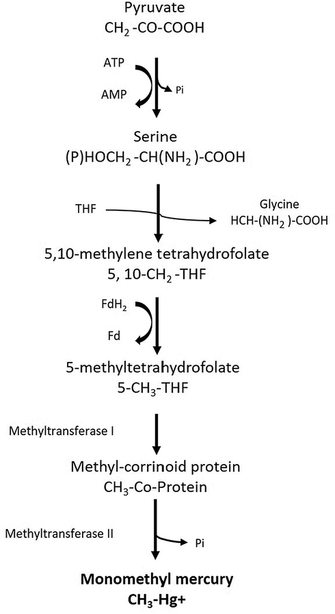 The proposed metabolic pathway involved in Hg methylation by microbes.