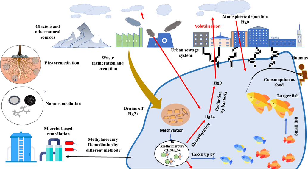 A brief sketch of methyl mercury formation and its remediation.