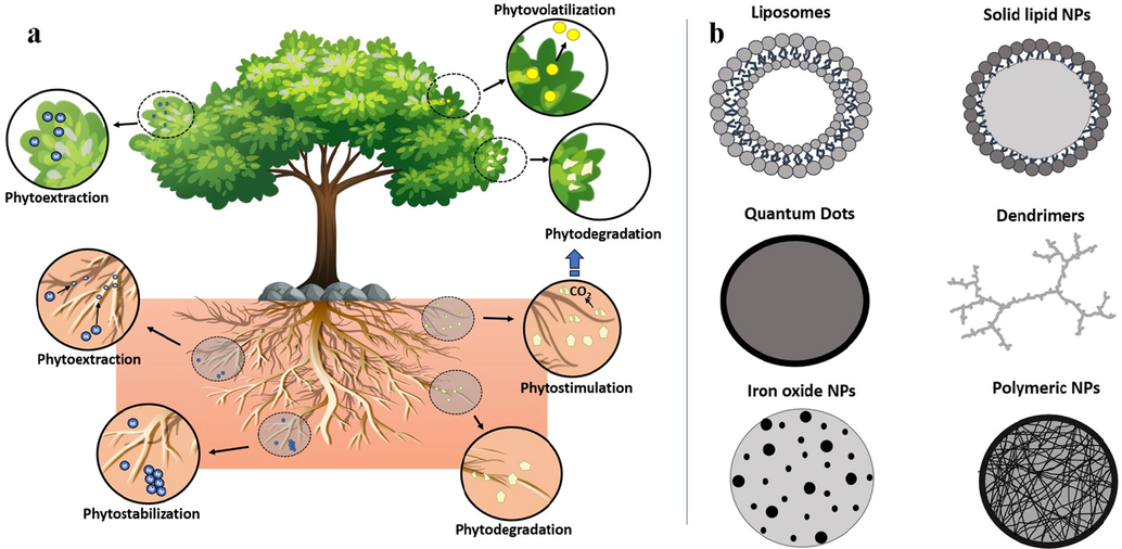 (a) Phytoremediation and (b) Nano polymers for remediation of CH3Hg+contaminants.