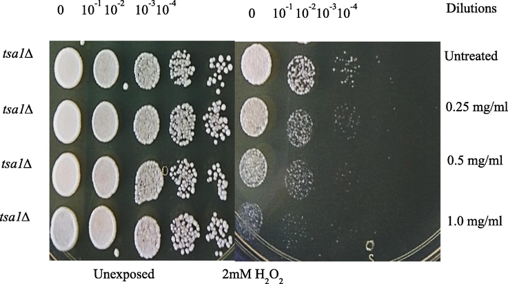 The behaviour of exposed and unexposed yeast cells to different concentrations of GCP/ZO-S nano composite.