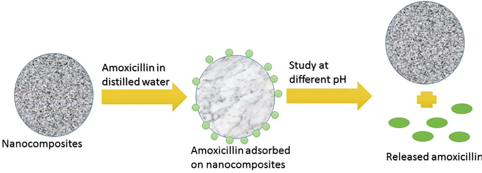 Mechanism of drug loading and drug release using CMC-cl-p(LA-co-IA)/ZnO-Ag nano composite.