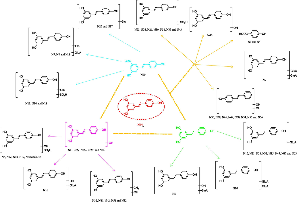 The possible resveratrol metabolic patterns in rats in vivo.