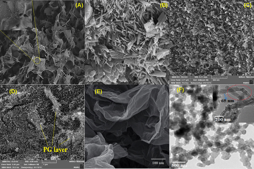 SEM image of Cs (A), Si@Cs (B), Si@Cs-G (C) and Si@Cs-G after adsorption (D), TEM image of Cs (E) and Si@Cs-G (F).