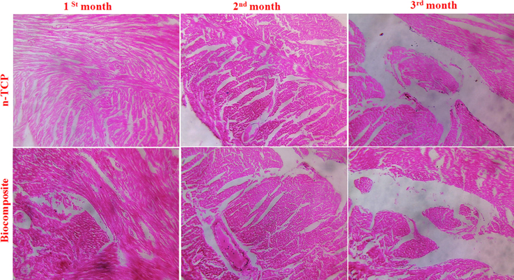 Histological analyses of regenerated tissues.