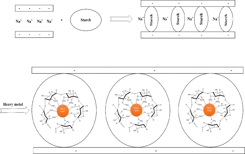 Possible mechanism adsorption of MMT modified Starch.