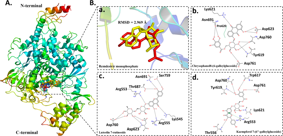 Binding mode and molecular interaction of compounds with RdRp. (A) Ribbon representation of RdRp (PDB: 7BV2) shown the binding mode of Remdesivir monophosphate (Liu et al., 2020), Chrysophanol8-(6-galloylglucoside) (yellow), Luteolin 7-rutinoside (orange) and Kaempferol 7-(6″-galloylglucoside) (blue). (B) The superimposition of co-crystalized (Liu et al., 2020) and docked (yellow) Remdesivir monophosphate (a). 2D ligand–protein interaction of (b) Chrysophanol8-(6-galloylglucoside), (c) Luteolin 7-rutinoside (Liu et al., 2020) and (d) Kaempferol 7-(6″-galloylglucoside).