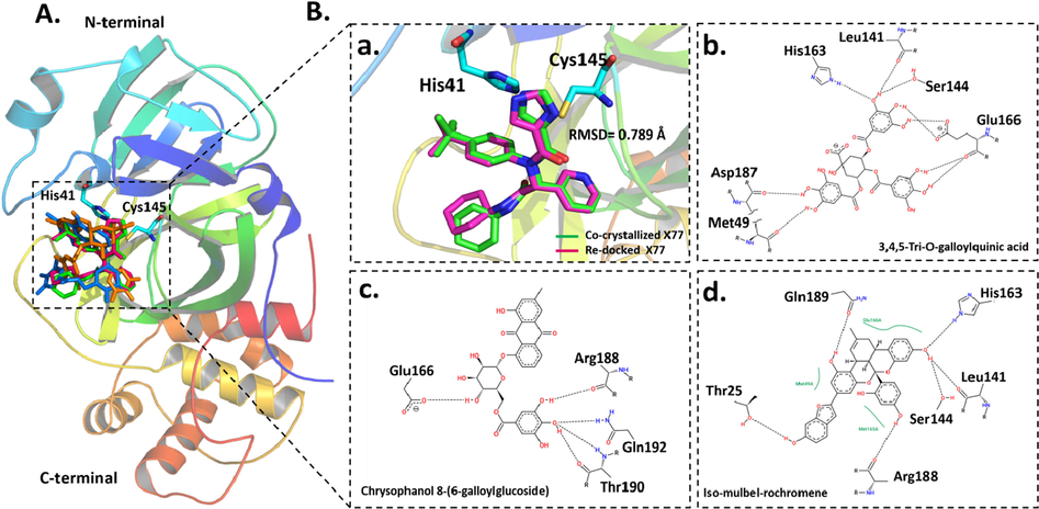 Binding mode and molecular interaction of compounds with 3CLpro. (A) Ribbon representation of 3CLpro (PDB: 6w63) shown the binding mode of co-crystalized (Pettersen et al., 2004) and docked (pink) X77, 3,4,5-Tri-O-galloylquinic acid (orange), chrysophanol8-(6-galloylglucoside) (cyan), iso-mulbel-rochromene (blue). (B) The superimposition of co-crystalized (Pettersen et al., 2004) and docked (pink) X77 (a). His41-Cys145 catalytic dyad is shown in cyan sticks. 2D ligand–protein interaction of (b) 3,4,5-Tri-O-galloylquinic acid, (c) chrysophanol8-(6-galloylglucoside) and (d) iso-mulbel-rochromene with 3CLpro.