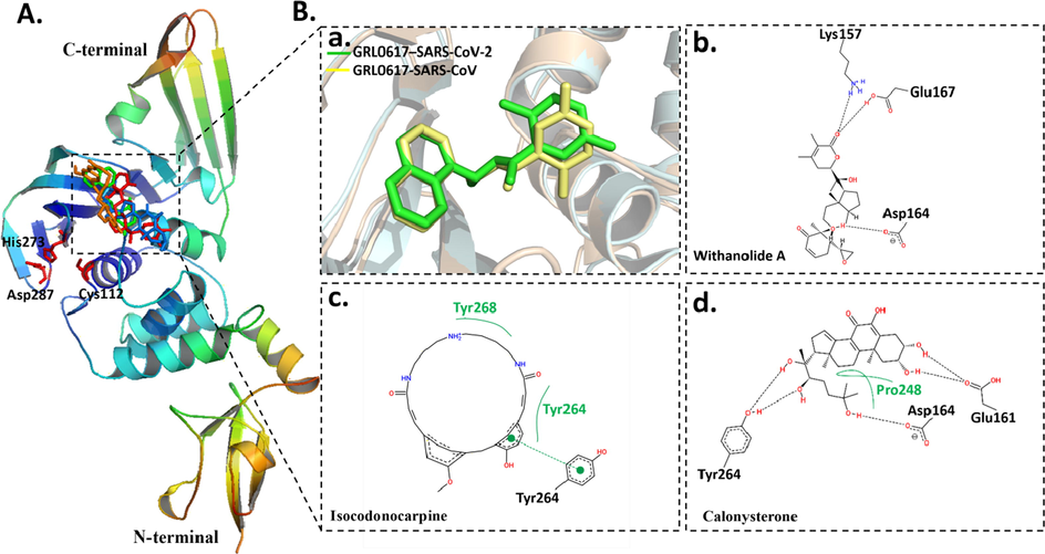 Binding mode and molecular interaction of compounds with PLpro. (A) Ribbon representation of PLpro (PDB: 6w9c) showing the binding mode of docked GRL0617 (Pettersen et al., 2004), withanolide A (Liu et al., 2020), isocodonocarpine (blue) and calonysterone (orange). The active site and catalytic triad Cys112-His273-Asp287 is shown in red sticks. (B) The superimposition of binding mode of docked GRL0617 (Pettersen et al., 2004) to SRAR-CoV-2 (cyan) (PDB: 6w9c) with the binding mode of co-crystalized GRL0617 (yellow) in complex with SARS-CoV (gold) (PDB: 3E9S). (a). 2D ligand–protein interaction of (b) withanolide A (c) isocodonocarpine and (d) calonysterone with PLpro.