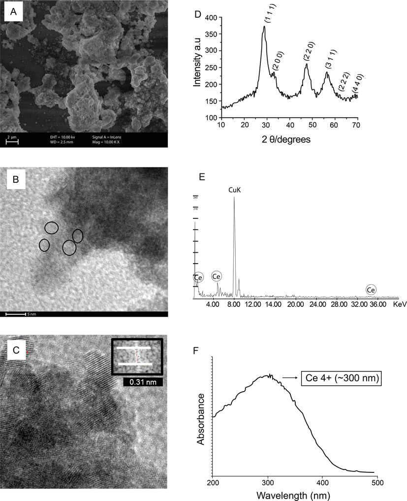 Characterization of CeNP. (A) Scanning Electron Microscopy image: the general status of CeNP nanoparticles confirming the presence of nanocrystallites in agglomerates. (B) Transmission electron microscopy (TEM) panoramic image of CeNP with uniform size and rounded shapes of about 4 nm. (C) TEM reveals interplanar spacings in agreement with the CeNP structure; (D) X-ray diffraction pattern of CeNP exhibited six typical peaks corresponding to (1 1 1), (2 0 0), (2 2 0), (3 1 1), (2 2 2), (4 0 0) planes, which are typical of cubic fluorite structure of CeNP; (E) Typical X-ray energy dispersive spectroscopy (EDS) spectra of CeNP taken during TEM. (F) UV − VIS absorption spectra of CeNPs with maximum absorption at 300 nm, indicative of their higher Ce4+ content.