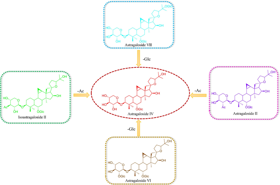 The proposed transformations after fermentation.