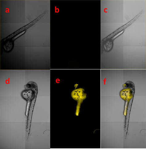 Fluorescence microscopic imaging of RS (a) bright field (b) fluorescence image of chemosensor RS and (c) merged field images of bright and fluorescence field (d) bright field (e) fluorescence and (f) merged field images of Fe3+ ions and RS.