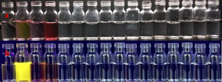 Photograph of chemosensor, RS (2.5 μM) with various metal ions in (a) normal day light (RS, Fe3+, Fe2+, Cu2+, Al3+, Cr3+, Pb2+, Cd2+, Hg2+, Zn2+, Ni2+, Co2+, Mn2+, Mg2+, Ba2+ and Ca2+ left to right) and (b) fluorescence lamp (RS, Fe3+, Fe2+, Cu2+, Al3+, Cr3+, Pb2+, Cd2+, Hg2+, Zn2+, Ni2+, Co2+, Mn2+, Mg2+, Ba2+ and Ca2+ left to right).