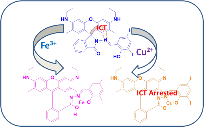 Proposed sensing mechanism of the chemosensor RS and its Cu2+/Fe3+ complexes.