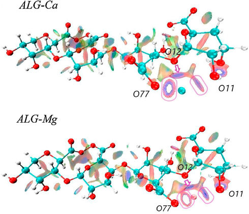 Isosurfaces of the reduced density gradient with s = 0.6 a.u. for ALG-Ca and ALG-Mg.