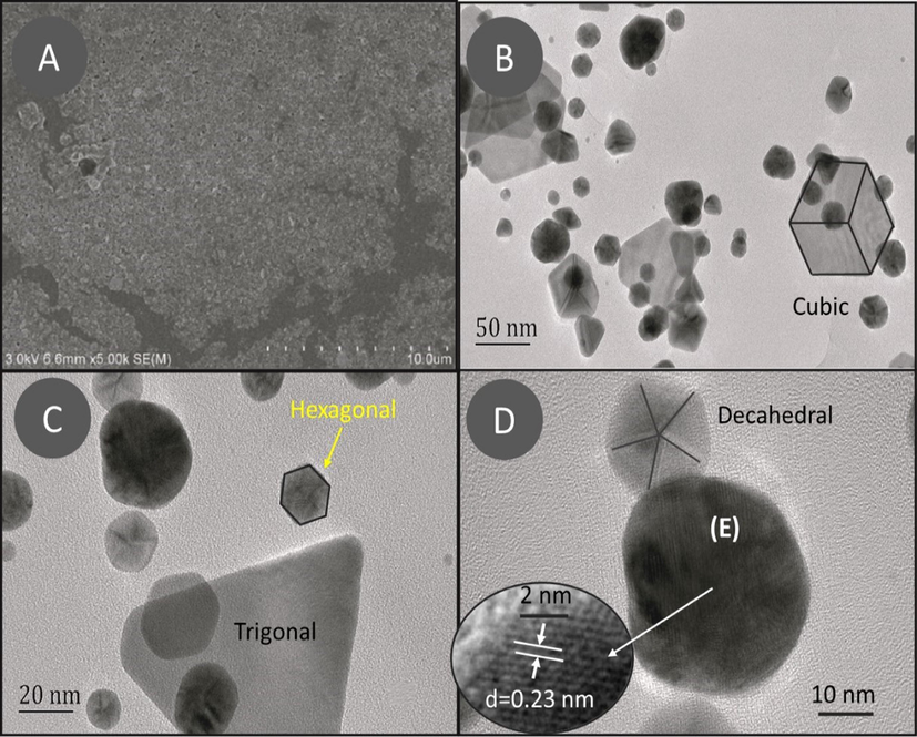 (A) SEM and (B, C, and D) TEM images of AuNPs at various resolutions.