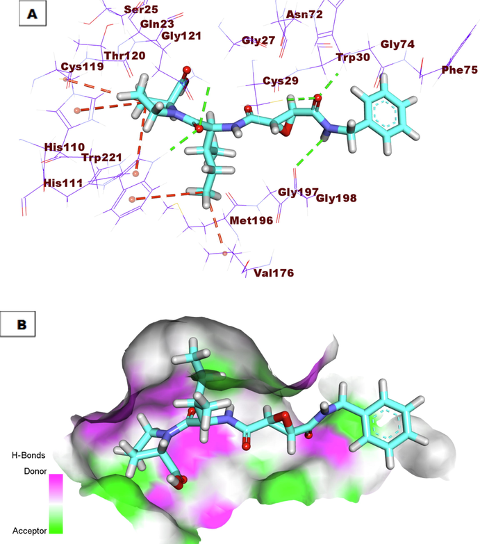 A) Co-crystallized ligand (78A) docked into the active site of Cathepsin B. B) Mapping surface showing co-crystallized ligand (78A) occupying the active pocket of Cathepsin B.