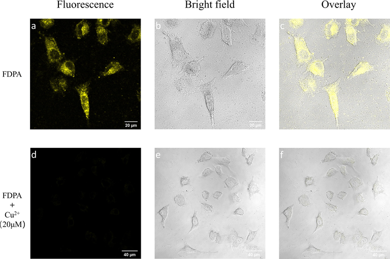 CLSM images of MCF-7 cells after incubation with 10 μM of FDPA for 4 h. (a) excited with 405 nm laser, (b) bright field and (c) merge image of a and b. CLSM images of MCF-7 cells after further incubation with 20 μM of Cu2+ for 0.5 h. (d) excited with 405 nm laser, (e) bright field and (f) merge image of d and e.