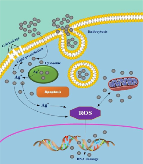 Demonstration of the mechanism of AgNPs in cancer treatment. Reprinted with permission from (Yesilot and Aydin, 2019).