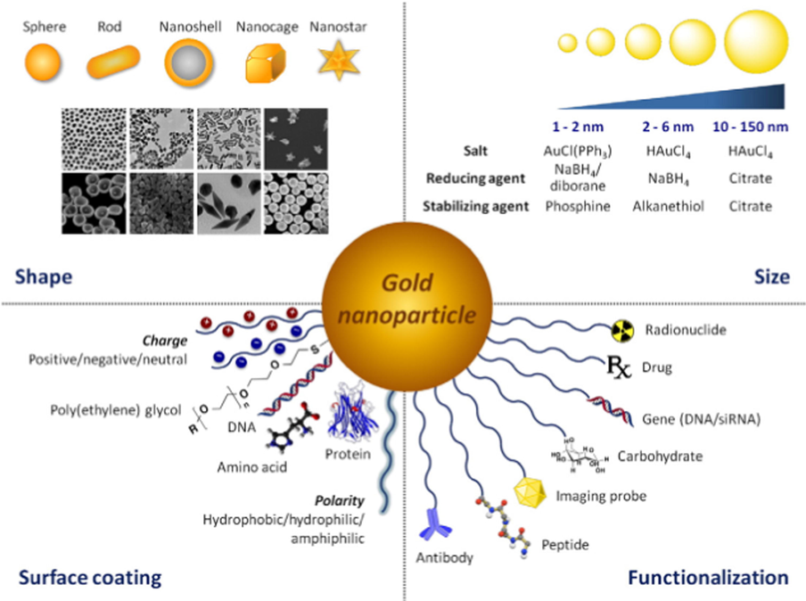 Schematic demonstration of different applied shape, size, surface coating and functionalization of AuNPs. Reprinted with permission from (Her et al., 2017).