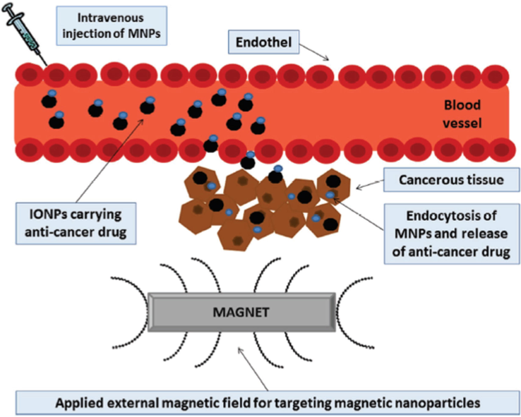 Presentation of TDD for an anticancer agent applying FeONPs. Reprinted with permission from (Martinkova et al., 2018).