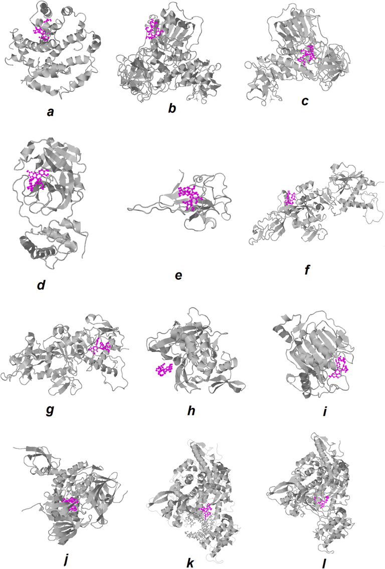 The best docked models’ visualization of the quercetin-3-O-sophoroside with different target proteins of SARS-CoV-2; the ligand is shown in purple. E protein (ion channel) (a), helicase ADP site (b), helicase NCB site (c), MmainpProtease (d), N protein NCB site (e), Nsp14 (ExoN) (f), Nsp14 (N7-MTase) (g), Nsp15 (endoribonuclease) (h), Nsp16 (2′-O-MTase) (i), papain-like protease (j),RdRp with RNA (k), and RdRp without RNA (l).