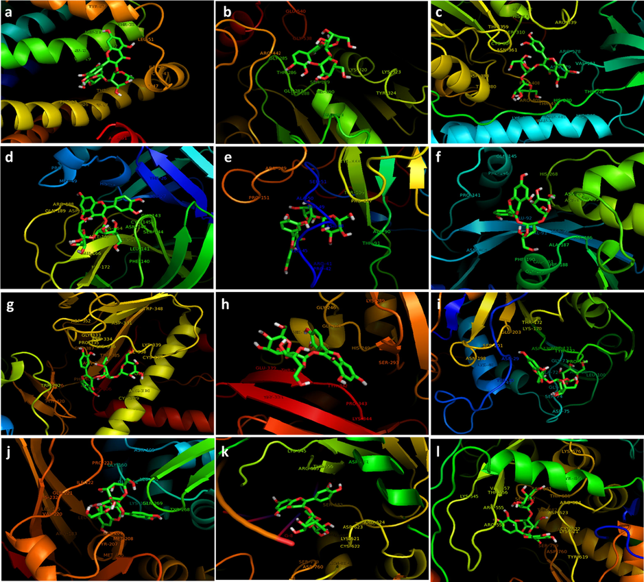 The interacting residues of the receptors with quercetin-3-O-sophoroside; E protein (ion channel) (a), helicase ADP site (b), helicase NCB site (c), main protease (d), N protein NCB site (e), Nsp14 (ExoN) (f), Nsp14 (N7-MTase) (g), Nsp15 (endoribonuclease) (h), Nsp16 (2′-O-MTase) (i), apain-like protease (j), RdRp with RNA (k), and RdRp without RNA (l).