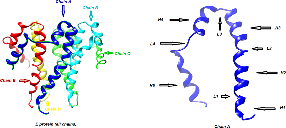 Three-dimensional structure: of α-helix (H) and loop (L) in E protein.