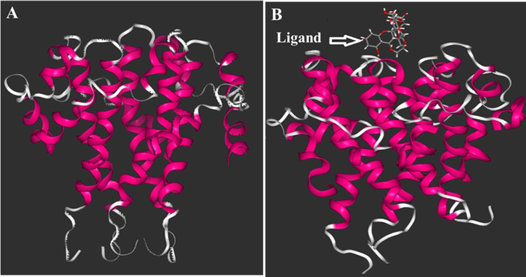 The structure of ligand/E protein complex in the initial (A) and after 25 ns evaluation (B) woth quercetin-3-O- sophoroside as a ligand.