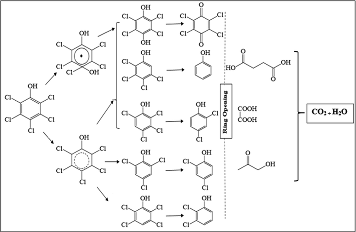 A possible degradation pathway of pentachlorophenol.