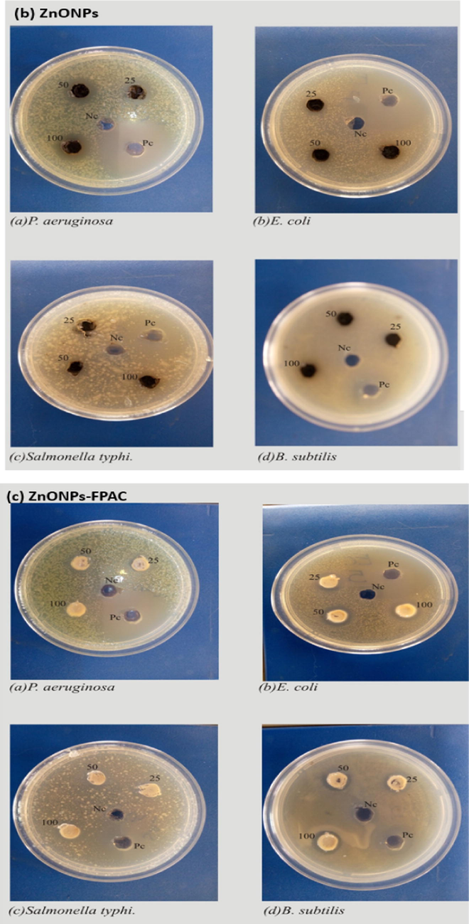 Antibacterial activity of (a) FPAC, (b) ZnONPs and (c) ZnONPs-FPAC.