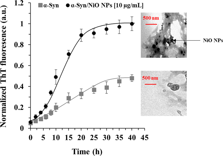 Kinetic study of protein aggregation with or without NiO NPs. Effects of NiO NPs on the kinetics of α-synuclein amyloid fibrillization as detected by ThT fluorescence experiment. α-Synuclein (50 µM) was incubated in an aggregation buffer (PBS, pH 7.4, 37 °C) and stirred at 100 rpm for 40 h either alone or with a fixed concertation of NiO NPs (10 µL). TEM images also show the formation of amyloid fibrils taken after 40 h.