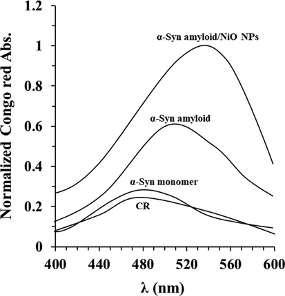 Congo red absorption of protein aggregation with or without NiO NPs. Congo red adsorption spectra of α-synuclein incubated without or with NiO NPs in the aggregation buffer (PBS, pH 7.4, 37 °C) by stirring at 100 rpm for 40 h. Data were reported as explained in Section 2.