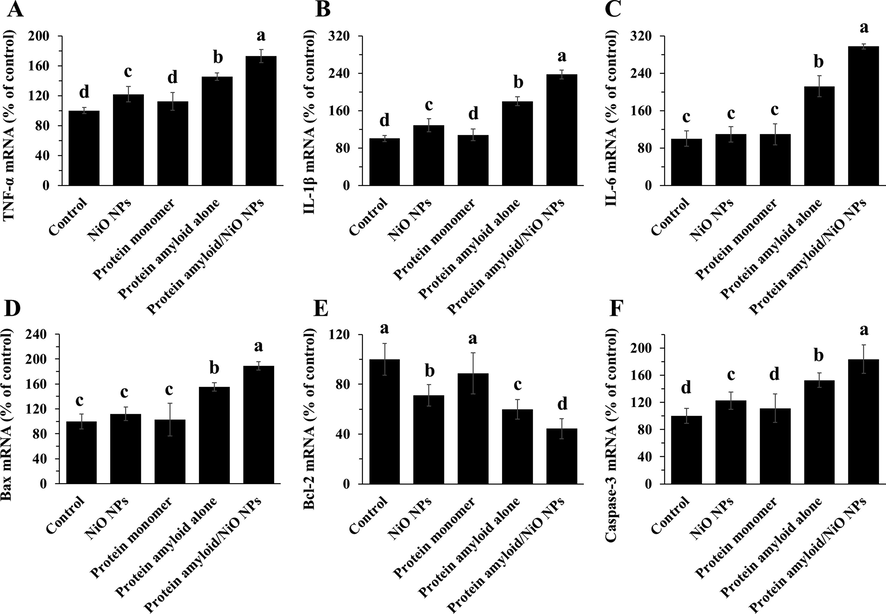 The expression of inflammatory mediators in EOC 13.31 mouse microglia cell line after incubation with NiO NPs, α-synuclein monomer, α-synuclein amyloid alone or α-synuclein amyloid in the presence of NiO NPs for 24. The cells were incubated with NiO NPs (2 µg/ml), α-synuclein monomer (10 µM), α-synuclein amyloid alone (10 µM), or α-synuclein amyloid (10 µM) in the presence of NiO NPs (2 µg/ml) for 24 h and the expression levels of TNF-α mRNA (A), IL-1β mRNA (B), IL-6 mRNA (C), Bax mRNA (D), Bcl-2 mRNA (E), caspase-3 mRNA (F) were assessed by qRT-PCR. The data were reported as percentage of microglia cell mRNA expression in negative control cells and each value represents the mean ± SD (n = 5). The letters show significantly different from respective defined groups.