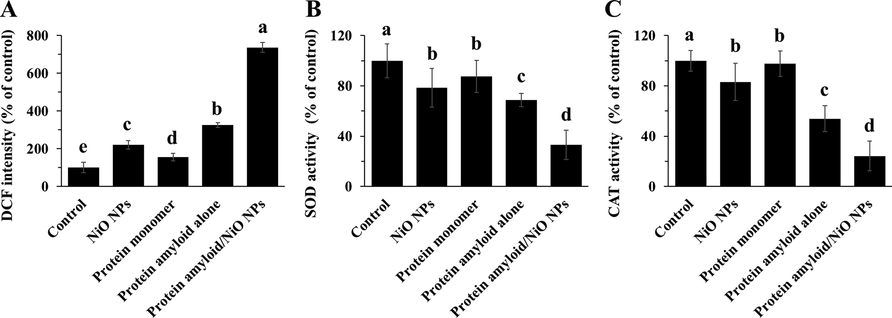 The evaluation of ROS production and SOD/ CAT activities in EOC 13.31 mouse microglia cell line after incubation with NiO NPs, α-synuclein monomer, α-synuclein amyloid alone or α-synuclein amyloid in the presence of NiO NPs for 24. The cells were incubated with NiO NPs (2 µg/ml), α-synuclein monomer (10 µM), α-synuclein amyloid alone (10 µM), or α-synuclein amyloid (10 µM) in the presence of NiO NPs (2 µg/ml) for 24 h and the DCF intensity (A), SOD activity (B), CAT activity (C) was assessed by the methods described in section 2. The data were reported as percentage of microglia cell DCF intensity/SOD, CAT activity in negative control cells and each value represents the mean ± SD (n = 5). The letters show significantly different from respective defined groups.