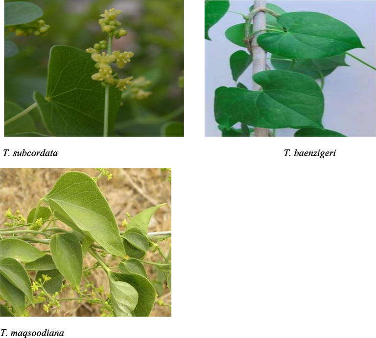 Indian Tinospora species reported from different states of India.