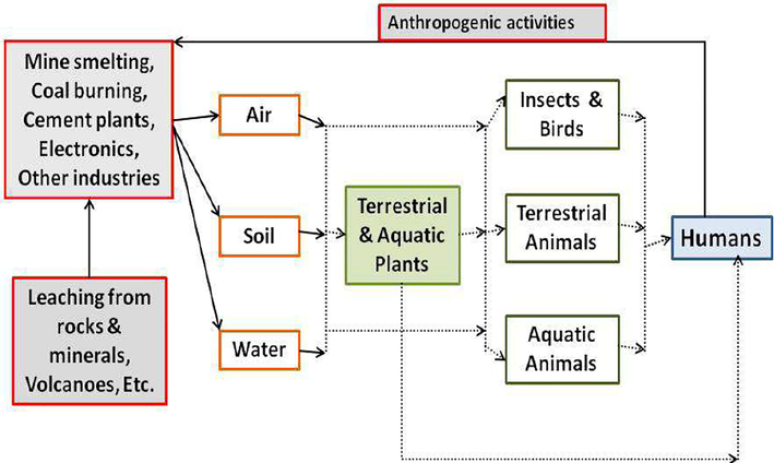 Simplified illustration of thallium cycle in the environment. Reprinted from (Belzile and Chen, 2017) with permission from Elsevier.