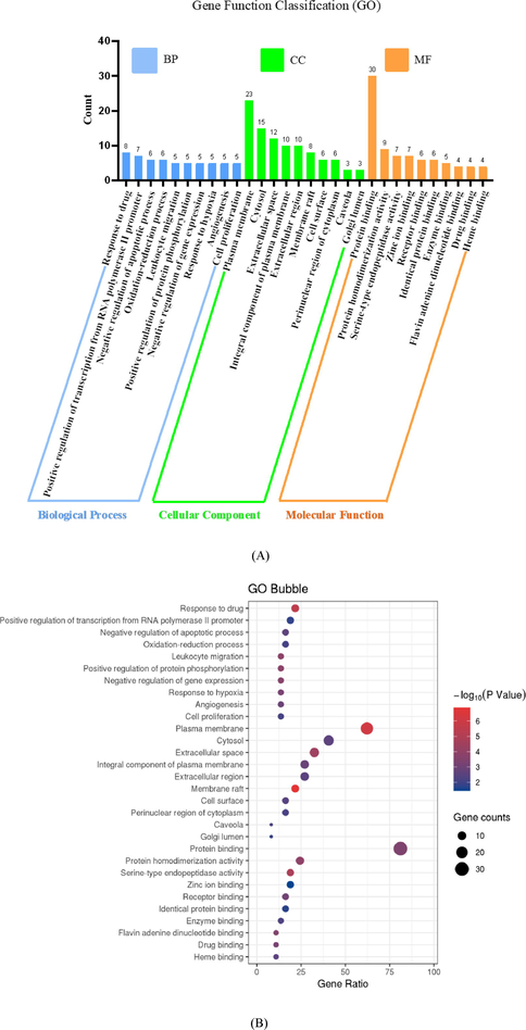 GO enrichment analysis of target proteins. (A) Bar plot of the number of GO entries in the functional categories of biological process (BP, blue bar), cell composition (CC, green bar), and molecular function (MF, orange bar). (B) Bubble plot of GO entries filtered with -log10(P-value < 0.05).